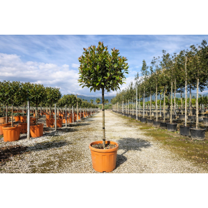 Červienka Fraserova (Photinia fraseri) ´MCLARLOU LOUISE´ - výška 140-150 cm, obvod kmeňa 8/10 cm, kont. C30L NA KMIENKU 